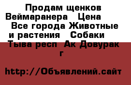 Продам щенков Веймаранера › Цена ­ 30 - Все города Животные и растения » Собаки   . Тыва респ.,Ак-Довурак г.